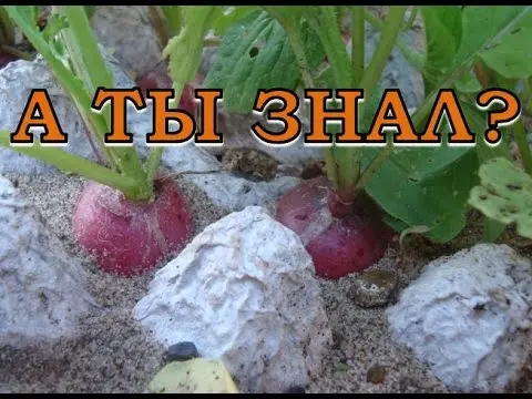 Growing radishes in trays (cassettes) from under eggs