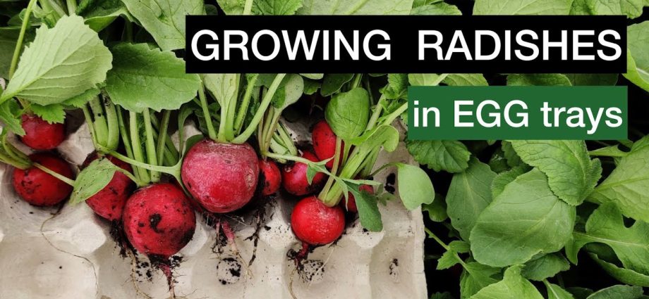 Growing radishes in trays (cassettes) from under eggs