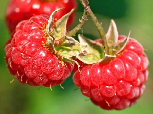 Growing raspberries: all the details of the process 