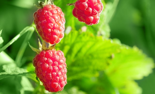 Growing raspberries: all the details of the process 