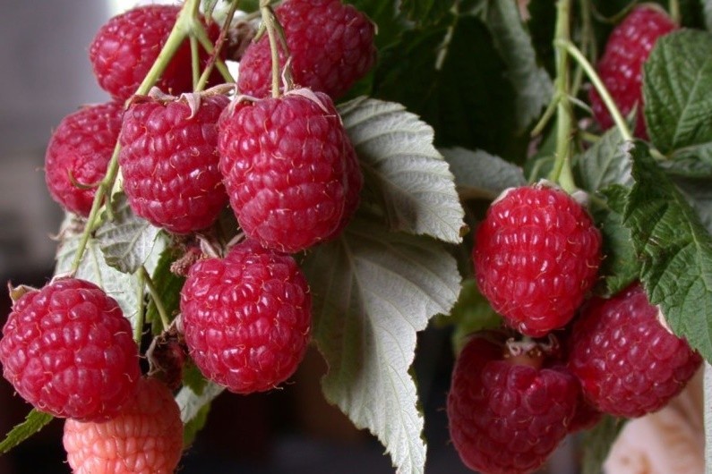 Growing raspberries: all the details of the process 