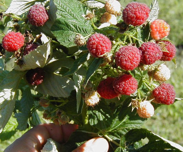 Growing raspberries: all the details of the process 