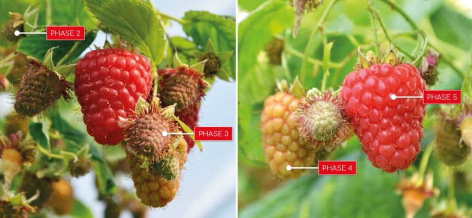 Growing raspberries: all the details of the process 