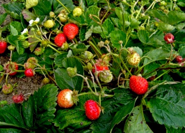 Growing remontant strawberries: secrets and recommendations