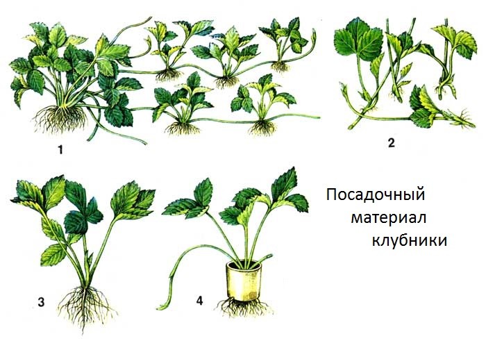 Growing remontant strawberries: secrets and recommendations