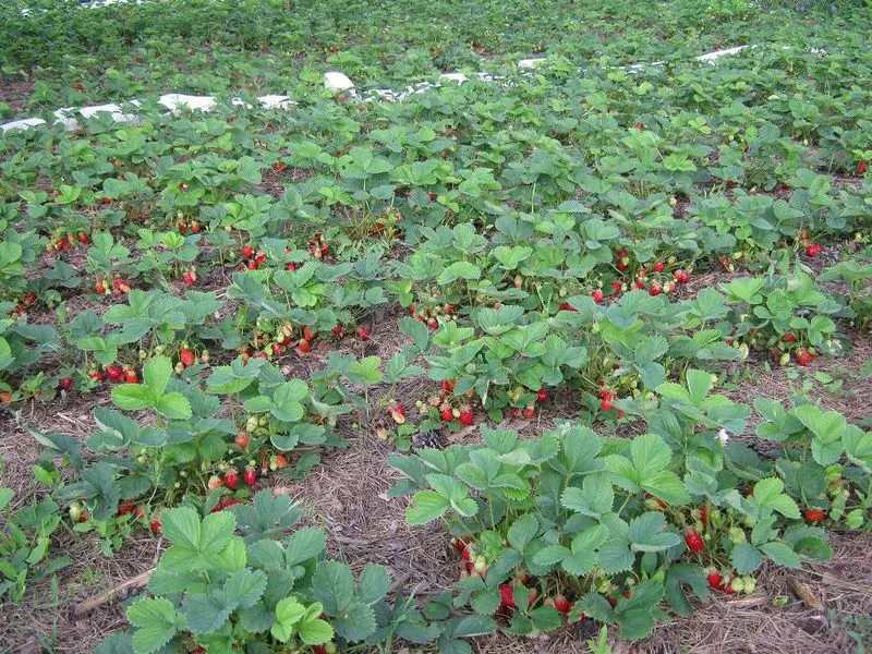 Growing remontant strawberries: secrets and recommendations