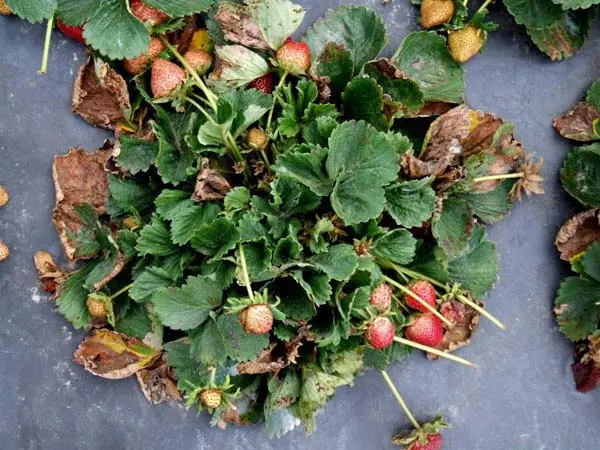 Growing remontant strawberries: secrets and recommendations