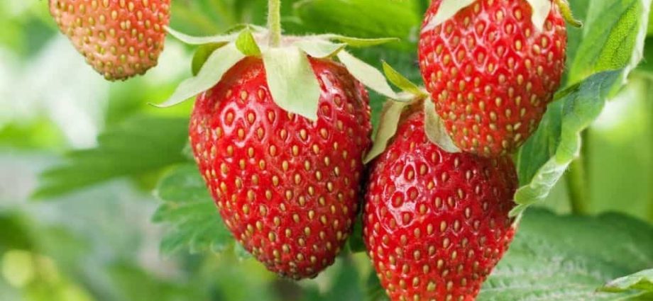 Growing remontant strawberries: secrets and recommendations