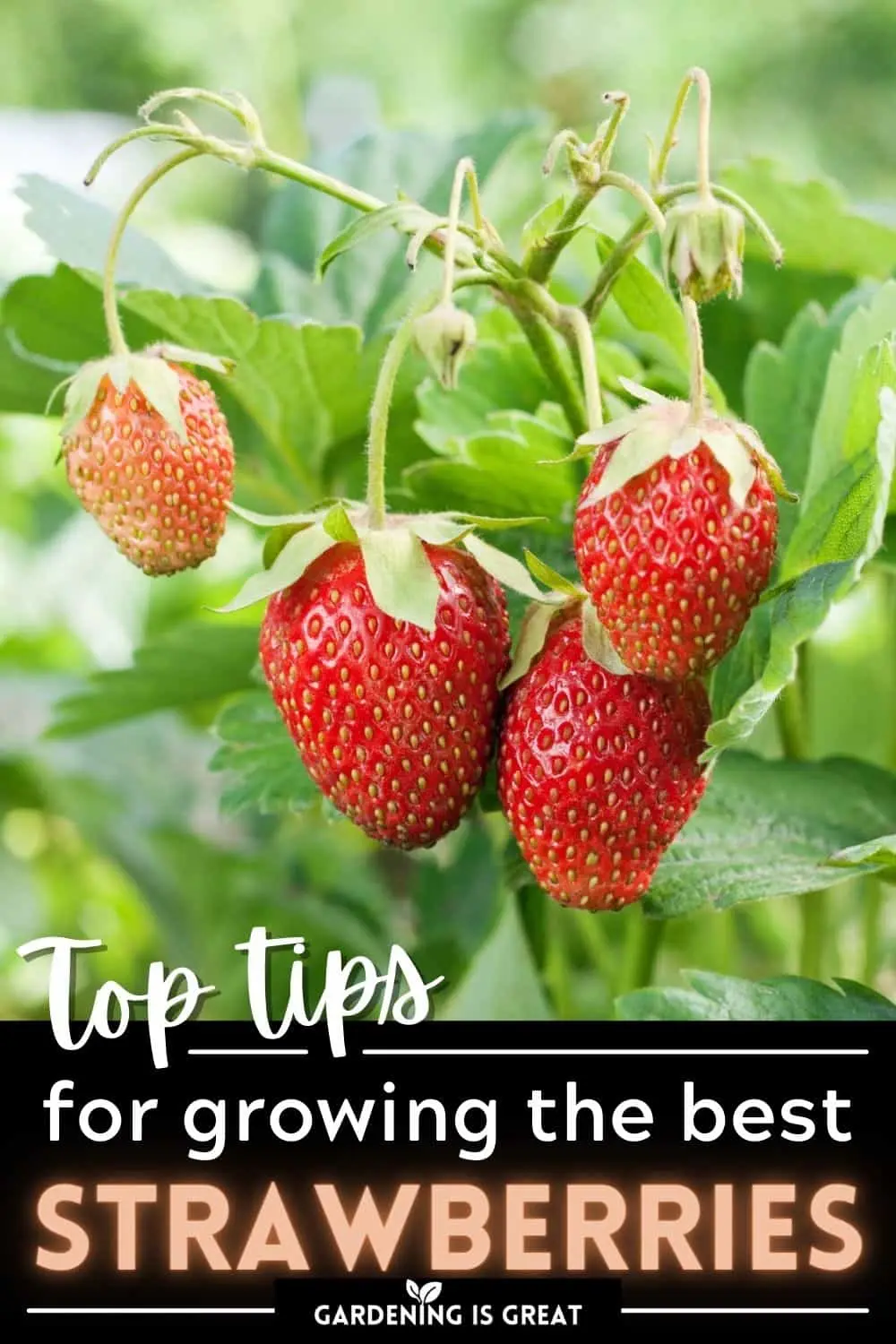 Growing remontant strawberries: secrets and recommendations