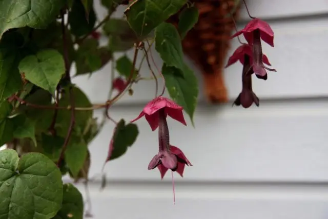 Growing rhodochiton from seeds at home: photos of flowers, planting and care