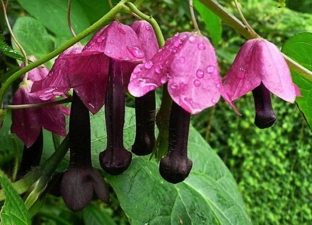 Growing rhodochiton from seeds at home: photos of flowers, planting and care