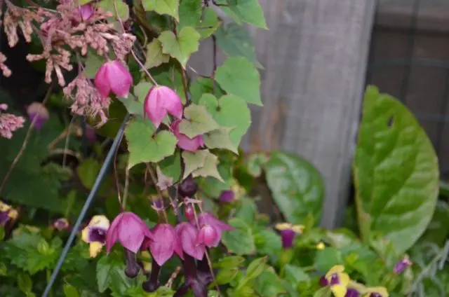 Growing rhodochiton from seeds at home: photos of flowers, planting and care