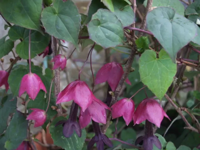 Growing rhodochiton from seeds at home: photos of flowers, planting and care