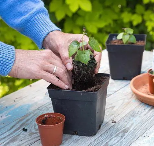 Growing rhodochiton from seeds at home: photos of flowers, planting and care