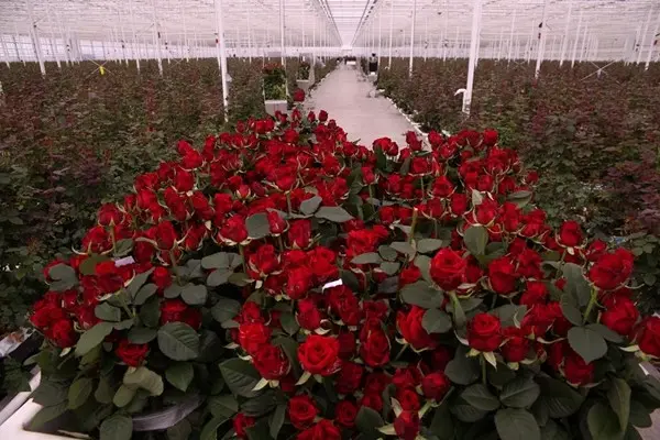Growing roses in a greenhouse: proper care and conditions