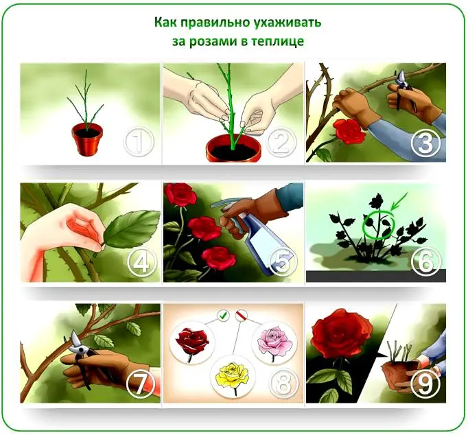 Growing roses in a greenhouse: proper care and conditions