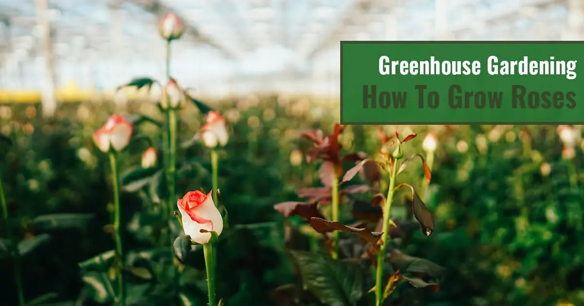 Growing roses in a greenhouse: proper care and conditions
