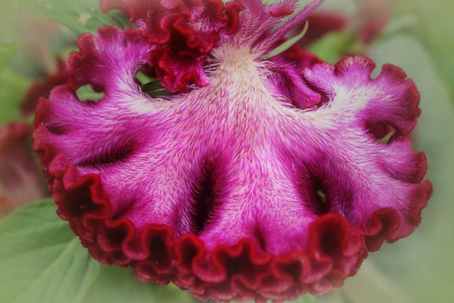 Growing seedlings of celosia from seeds at home