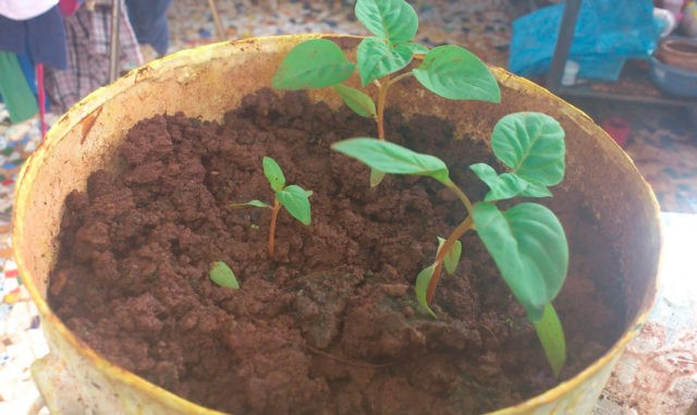 Growing seedlings of celosia from seeds at home