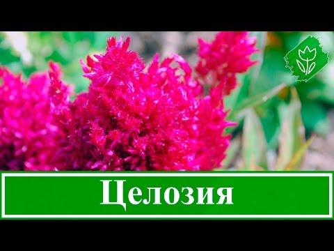 Growing seedlings of celosia from seeds at home