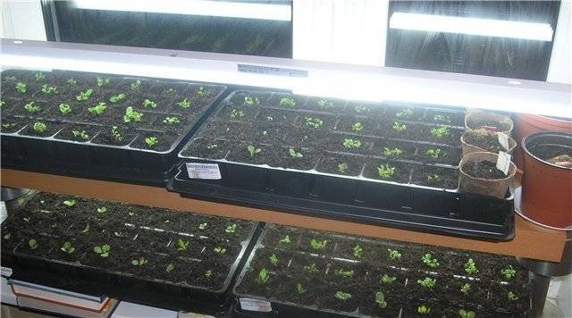 Growing seedlings of cucumbers on the windowsill