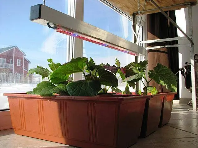 Growing seedlings of cucumbers on the windowsill