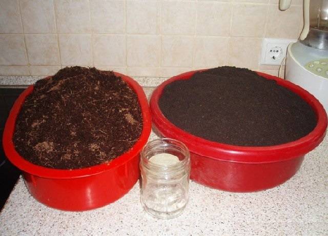 Growing seedlings of cucumbers on the windowsill