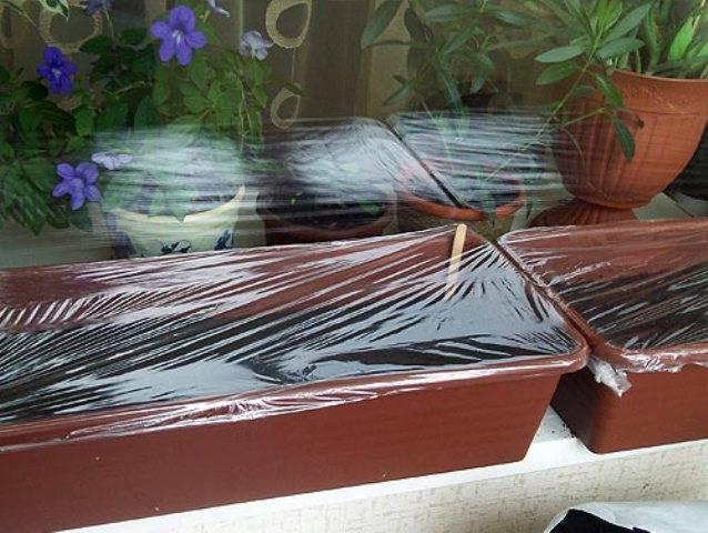 Growing seedlings of cucumbers on the windowsill