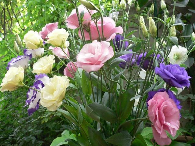 Growing seedlings of eustoma from seeds