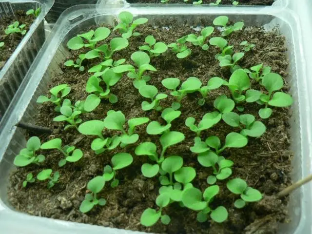 Growing seedlings of eustoma from seeds