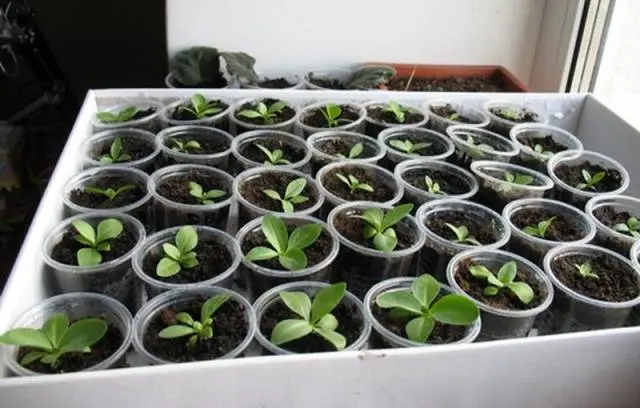 Growing seedlings of eustoma from seeds