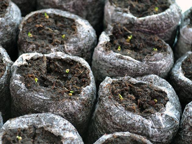 Growing seedlings of eustoma from seeds