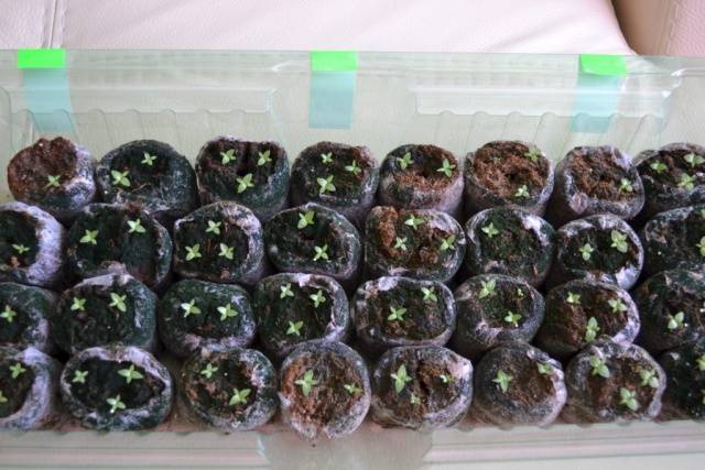 Growing seedlings of eustoma from seeds