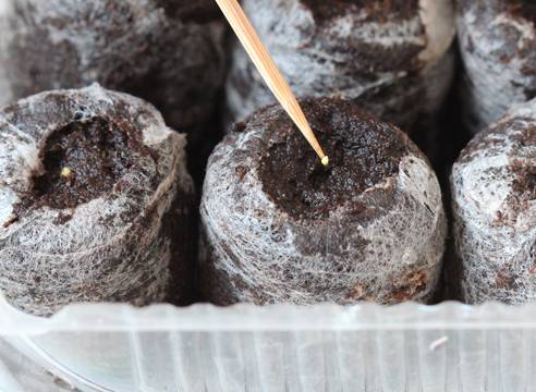 Growing seedlings of eustoma from seeds