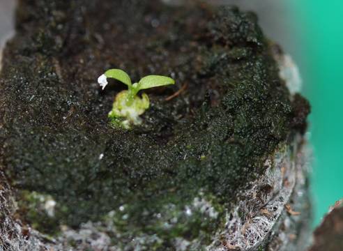 Growing seedlings of eustoma from seeds