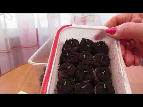 Growing seedlings of eustoma from seeds