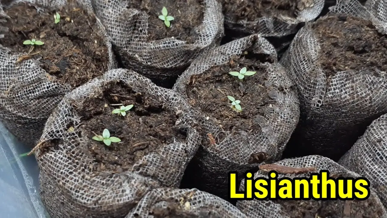 Growing seedlings of eustoma from seeds