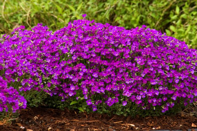 Growing shaving (aubrecia) from seeds: when to plant seedlings