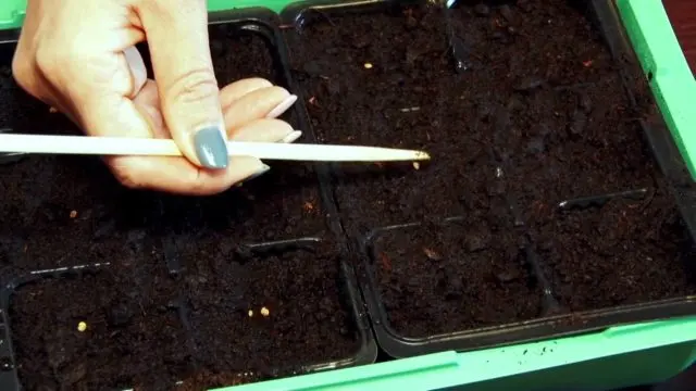 Growing shaving (aubrecia) from seeds: when to plant seedlings