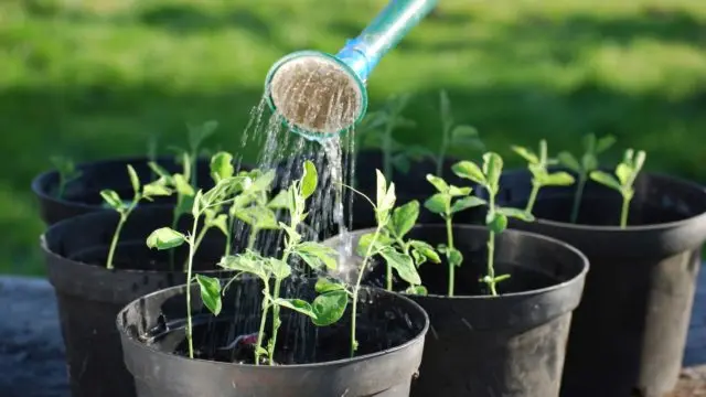 Growing shaving (aubrecia) from seeds: when to plant seedlings