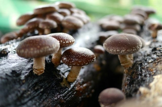 Growing shiitake at home and in the garden