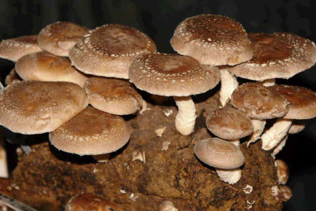 Growing shiitake at home and in the garden