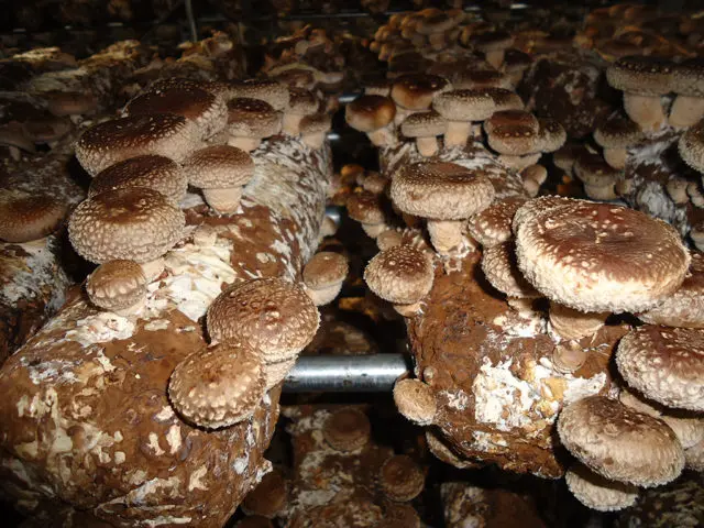 Growing shiitake at home and in the garden