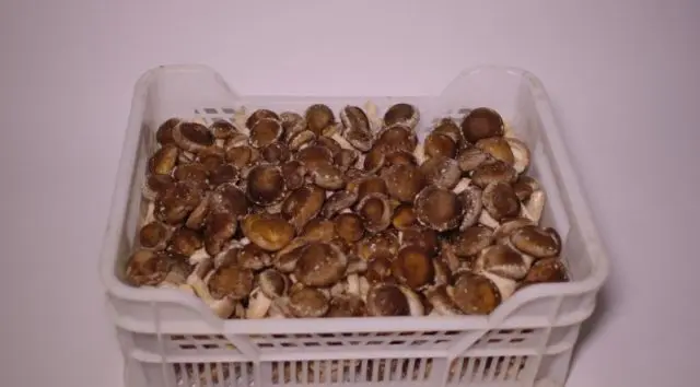 Growing shiitake at home and in the garden