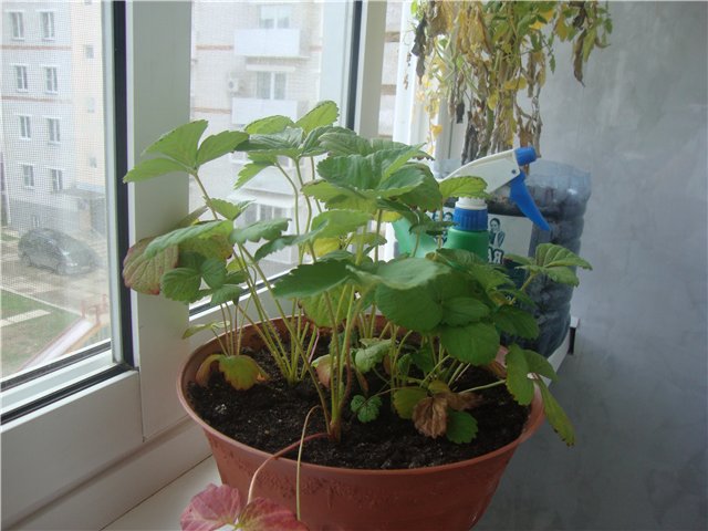 Growing strawberries at home with video