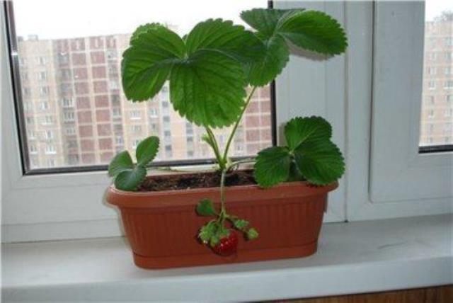 Growing strawberries at home with video