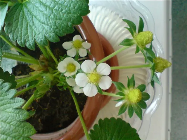 Growing strawberries at home with video