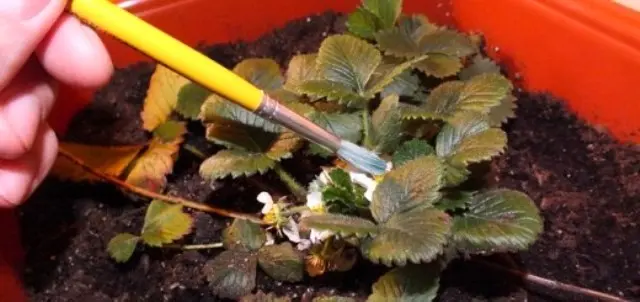 Growing strawberries at home with video