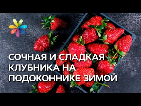 Growing strawberries at home with video