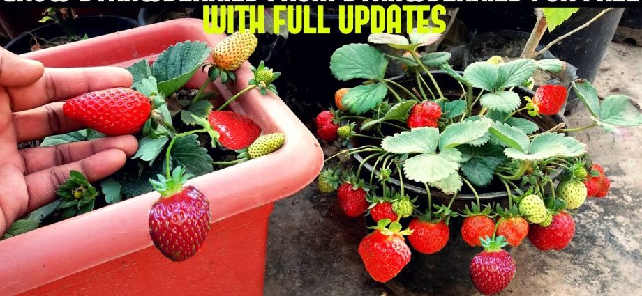 Growing strawberries at home with video